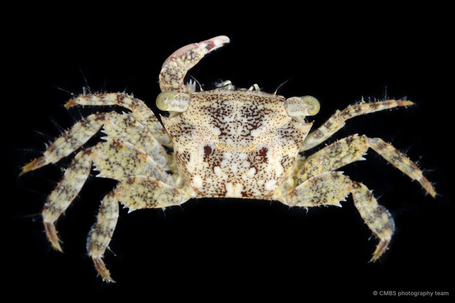 Metopograpsus sp. "JS-2326"•&copy; CMBS photography team•All Rights Reserved