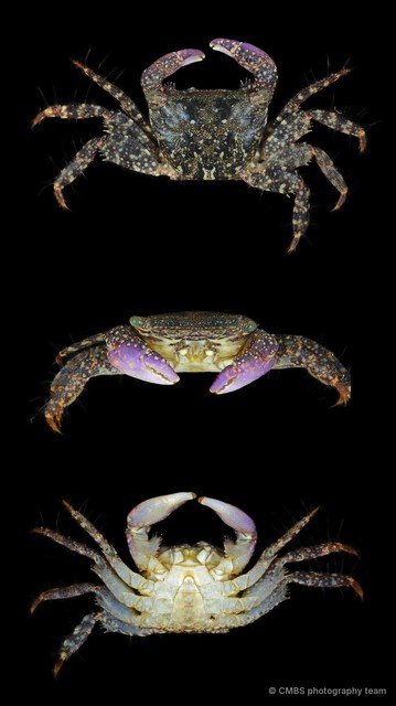 Metopograpsus sp. "JS-2819"•&copy; CMBS photography team•All Rights Reserved