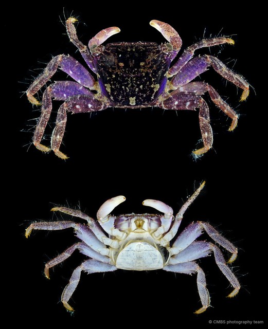 Metopograpsus sp. "SS-1046"•&copy; CMBS photography team•All Rights Reserved