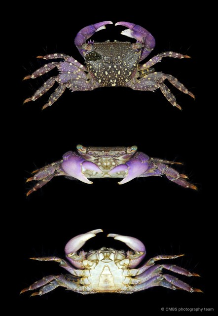 Metopograpsus messor•&copy; CMBS photography team•All Rights Reserved
