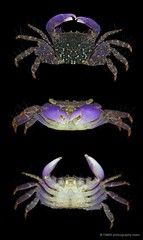 Metopograpsus messor•&copy; CMBS photography team•All Rights Reserved