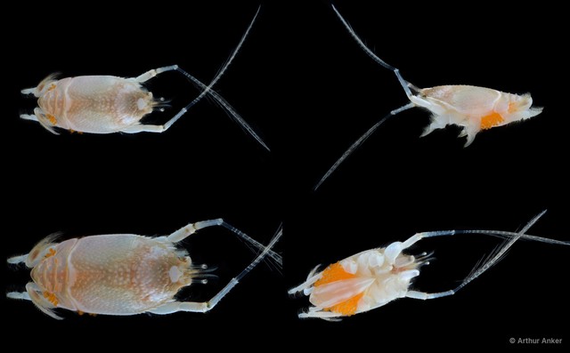 Mastigochirus gracilis•&copy; Arthur Anker•All Rights Reserved
