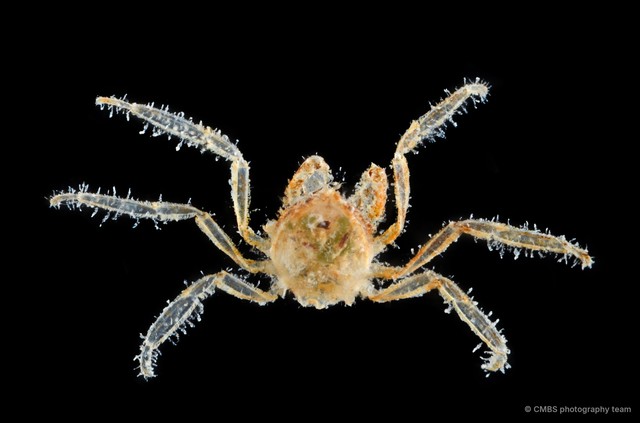 Crustaenia palawanensis•&copy; CMBS photography team•All Rights Reserved