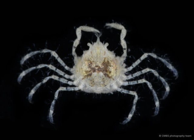Lucascinus coralicola•&copy; CMBS photography team•All Rights Reserved