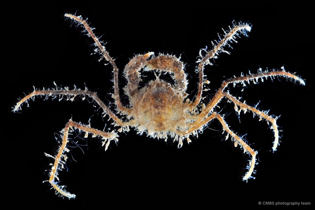 Neorhynchoplax sp. "1"•&copy; CMBS photography team•All Rights Reserved