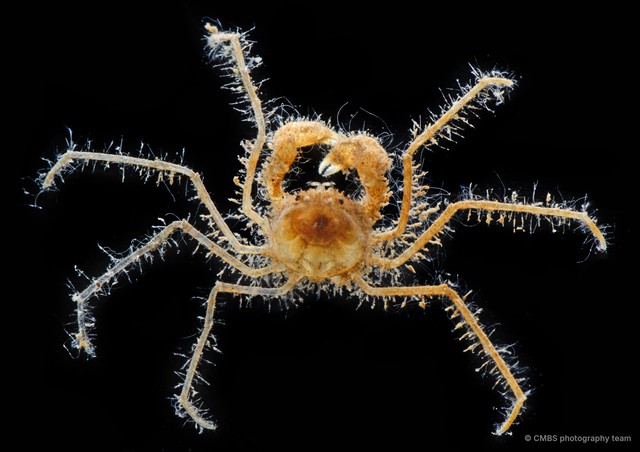 Neorhynchoplax sp. "2"•&copy; CMBS photography team•All Rights Reserved
