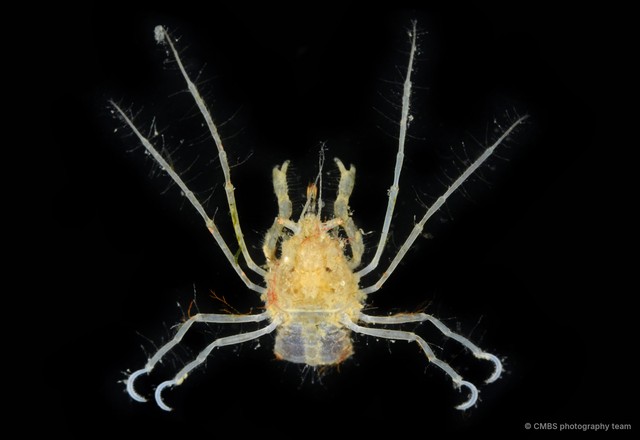 Achaeus sp. "c750f6e1"•&copy; CMBS photography team•All Rights Reserved