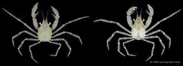 Paratymolus sp. "cf. cygnus"•&copy; CMBS photography team•All Rights Reserved