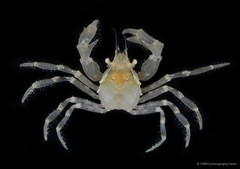 Paratymolus sp. "cf. cygnus"•&copy; CMBS photography team•All Rights Reserved