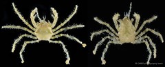 Paratymolus sp. "cf. cygnus"•&copy; CMBS photography team•All Rights Reserved