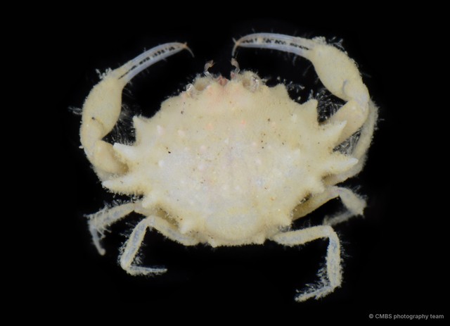 Iphiculus spongiosus•&copy; CMBS photography team•All Rights Reserved