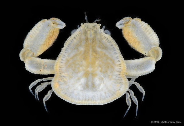 Leucosiidae sp. "Cryptocnemus/Onychomorpha"•&copy; CMBS photography team•All Rights Reserved