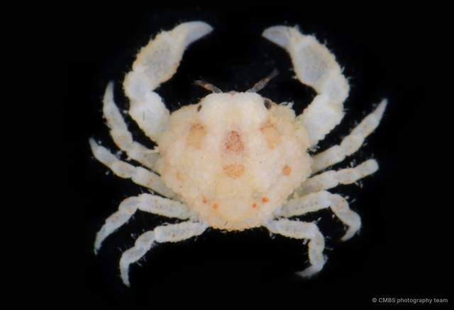 Heteronucia sp. "margaritata/nucia"•&copy; CMBS photography team•All Rights Reserved