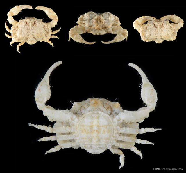 Oreophorus sp. "c750f735"•&copy; CMBS photography team•All Rights Reserved