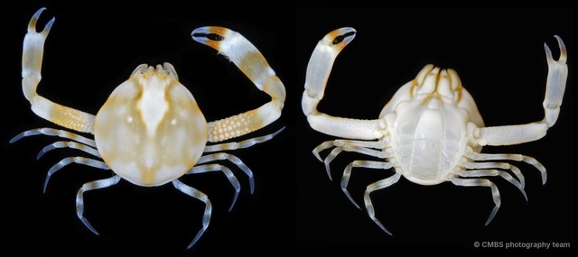 Pseudophilyra sp. "c750f746"•&copy; CMBS photography team•All Rights Reserved