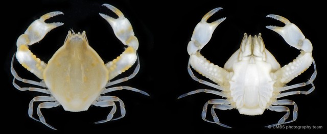 Seulocia sp. "3"•&copy; CMBS photography team•All Rights Reserved