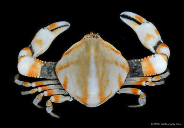 Seulocia sp. "cf. vittata"•&copy; CMBS photography team•All Rights Reserved
