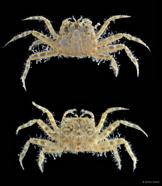Ilyograpsus sp. "5f403242"•&copy; Arthur Anker•All Rights Reserved