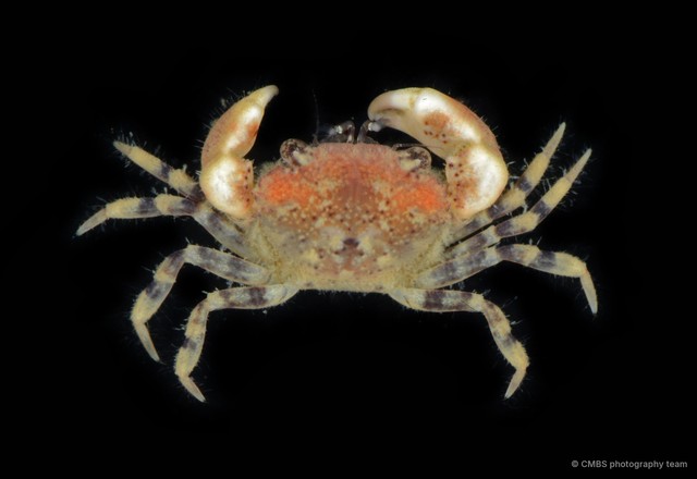 Macrophthalmus sp. "5f403262"•&copy; CMBS photography team•All Rights Reserved