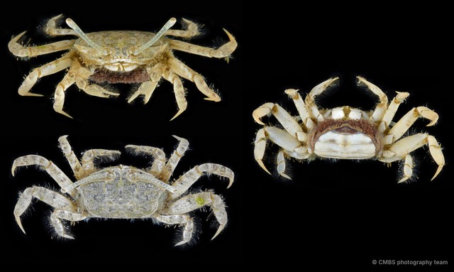Macrophthalmus (Macrophthalmus) milloti•&copy; CMBS photography team•All Rights Reserved