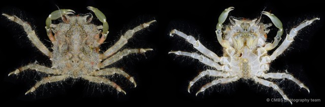 Micippa sp. "2"•&copy; CMBS photography team•All Rights Reserved