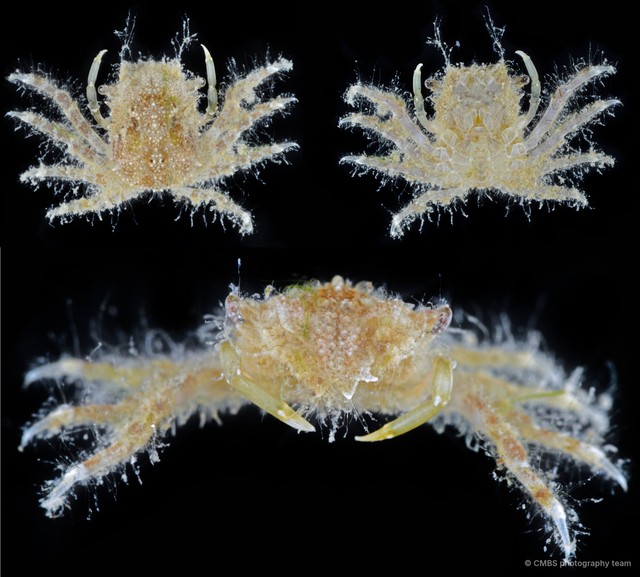 Micippa sp. "3"•&copy; CMBS photography team•All Rights Reserved