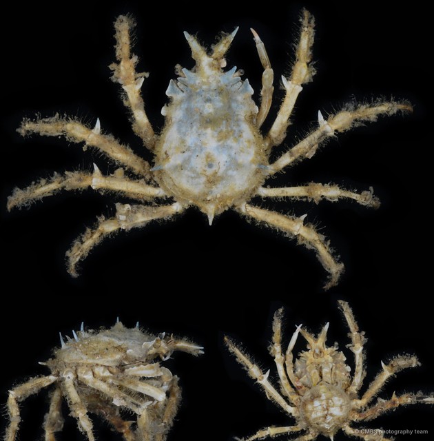 Prismatopus sp. "1"•&copy; CMBS photography team•All Rights Reserved
