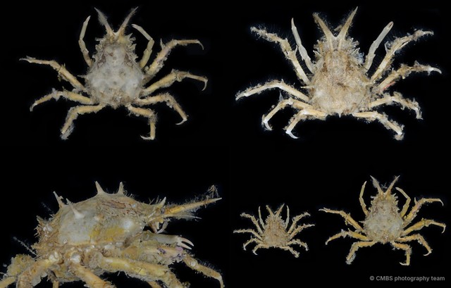 Prismatopus sp. "2"•&copy; CMBS photography team•All Rights Reserved