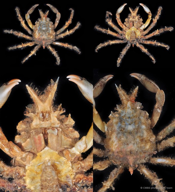 Prismatopus sp. "3"•&copy; CMBS photography team•All Rights Reserved