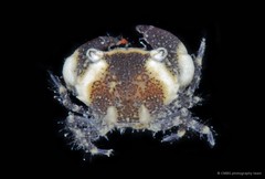 Myomenippe sp. "cf. hardwickii"•&copy; CMBS photography team•All Rights Reserved