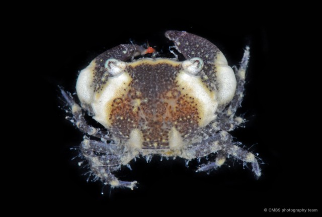 Myomenippe sp. "cf. hardwickii"•&copy; CMBS photography team•All Rights Reserved