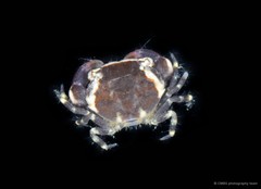 Myomenippe sp. "cf. hardwickii"•&copy; CMBS photography team•All Rights Reserved