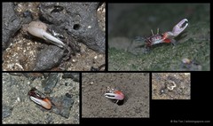 Austruca annulipes•&copy; Ria Tan•All Rights Reserved