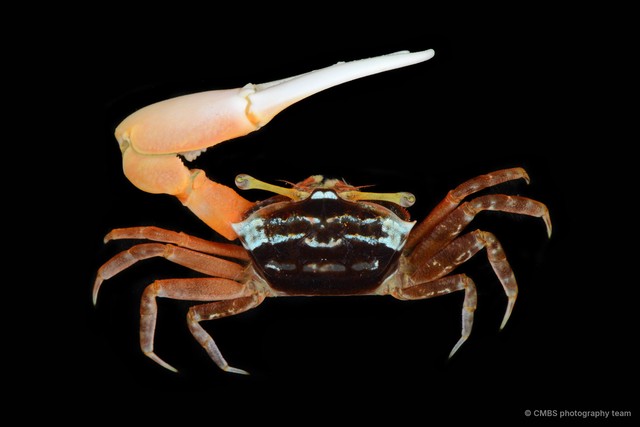 Austruca annulipes•&copy; CMBS photography team•All Rights Reserved