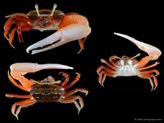 Austruca annulipes•&copy; CMBS photography team•All Rights Reserved