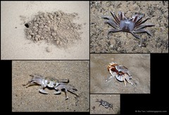 Ocypode ceratophthalmus•&copy; Ria Tan•All Rights Reserved