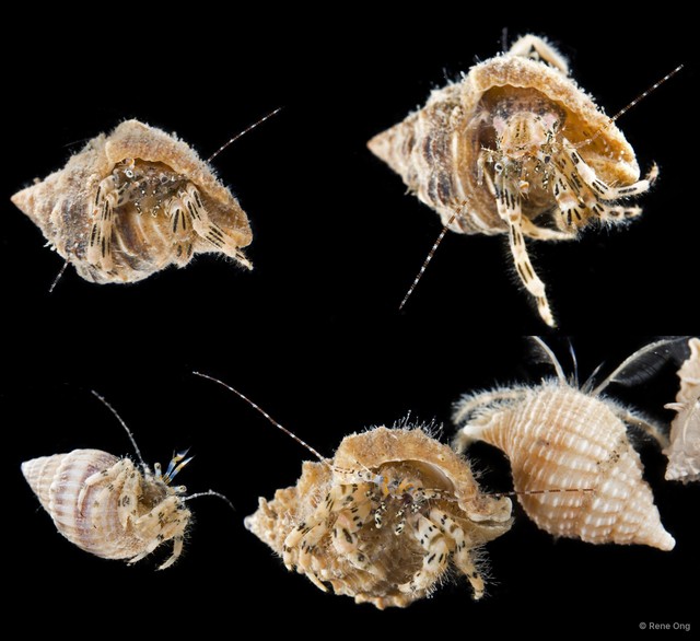Pagurus sp. "1"•&copy; Rene Ong•All Rights Reserved
