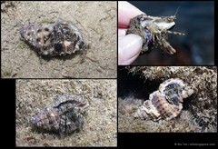 Pagurus hedleyi•&copy; Ria Tan•All Rights Reserved