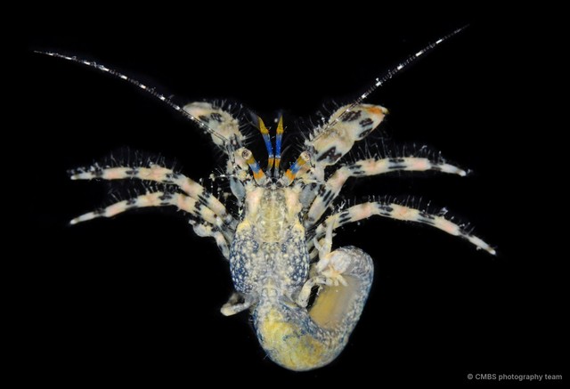 Pagurus hedleyi•&copy; CMBS photography team•All Rights Reserved