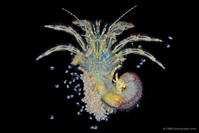 Pagurus kulkarnii•&copy; CMBS photography team•All Rights Reserved