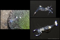 Ancylomenes holthuisi•&copy; Ria Tan•All Rights Reserved