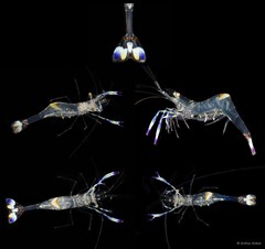 Ancylomenes holthuisi•&copy; Arthur Anker•All Rights Reserved