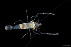 Cuapetes elegans•&copy; Arthur Anker•All Rights Reserved