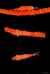 Hamodactylus noumeae•&copy; Arthur Anker•All Rights Reserved