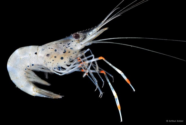 Macrobrachium sp. "JS-2508"•&copy; Arthur Anker•All Rights Reserved