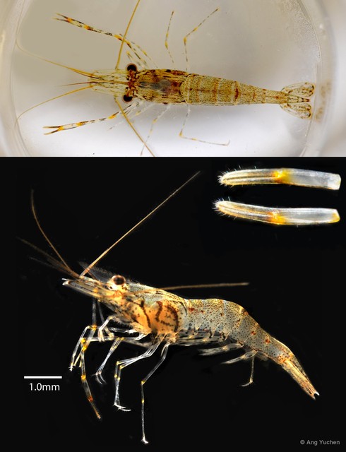 Macrobrachium nipponense•&copy; Ang Yuchen•All Rights Reserved