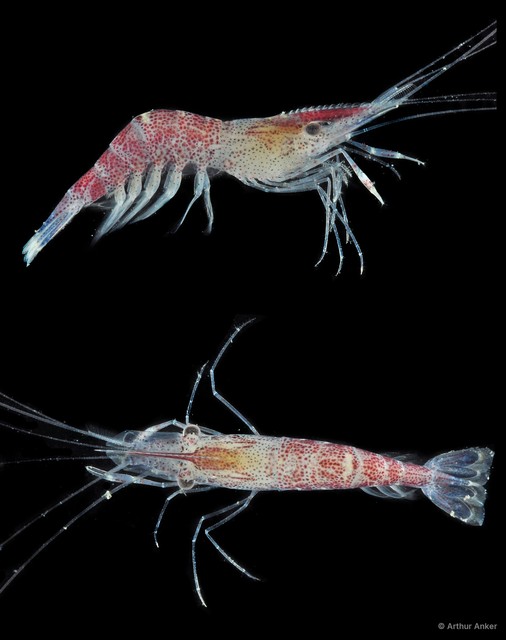 Palaemon sp. "cf. sewelli"•&copy; Arthur Anker•All Rights Reserved