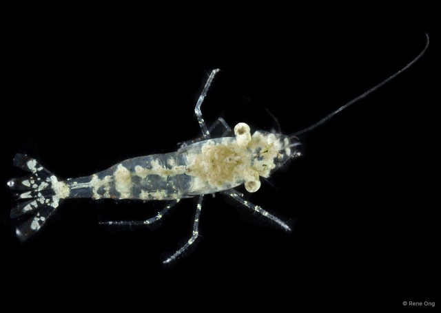 Palaemonella sp. "cf. rotumana"•&copy; Rene Ong•All Rights Reserved