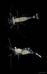 Phycomenes sulcatus•&copy; Arthur Anker•All Rights Reserved