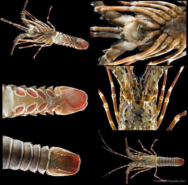 Panulirus sp. "f032b8e1"•&copy; CMBS photography team•All Rights Reserved